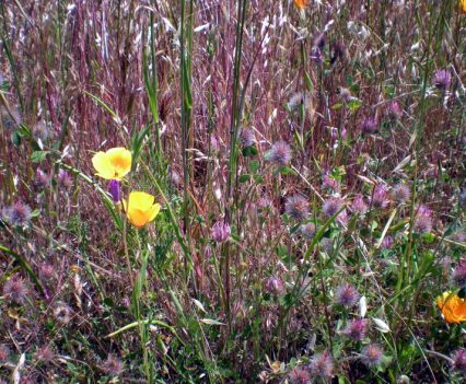 More Sunol Wildflowers