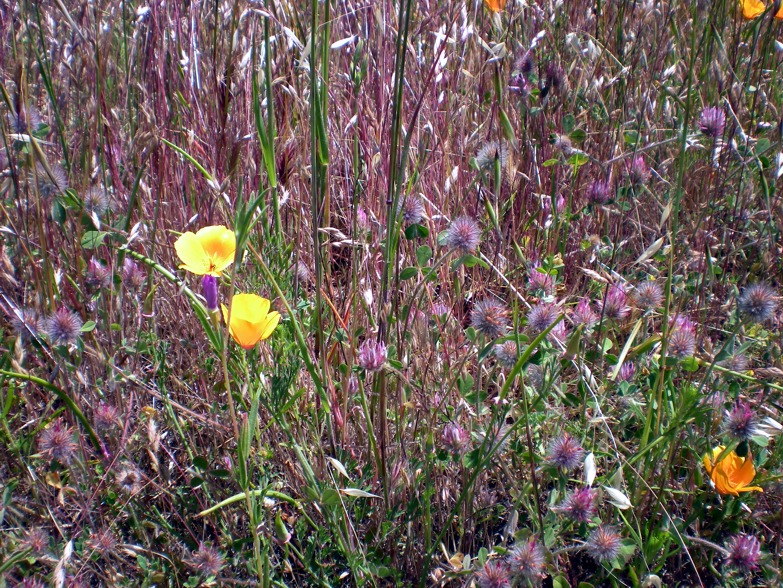 More Sunol Wildflowers