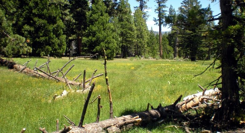 Jake Schneider Meadow