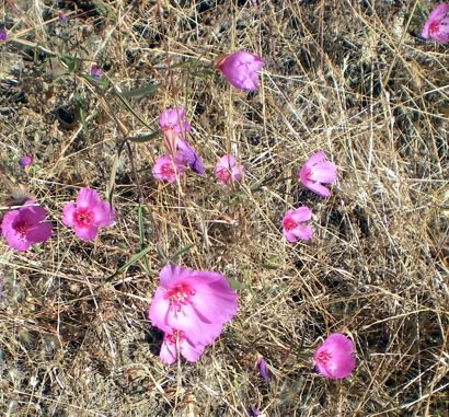 Sibley Wildflowers