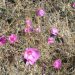 Sibley Wildflowers