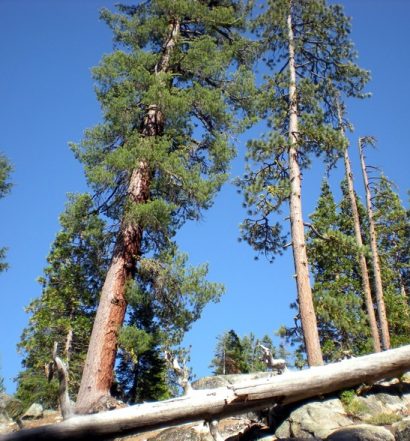 Fallen Log at Capps Crossing