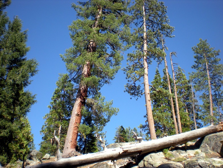 Fallen Log at Capps Crossing