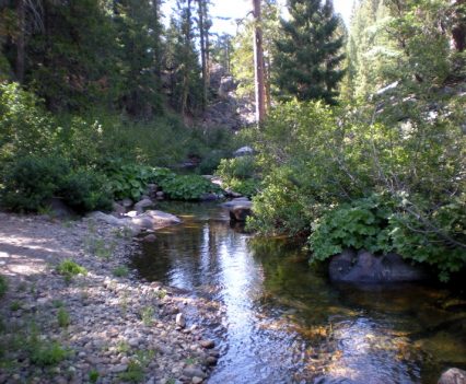 Sierra Small Stream North Fork of Consumnes